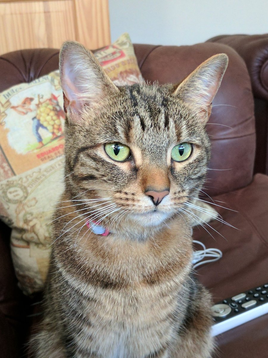 jufflehead's tweet image. Hi-def kitten! The camera on this Pixel Phone is pretty fricking awesome! #Pixelphoto