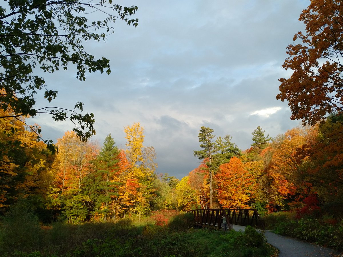 enzo_tarek's tweet image. #fallTO #sunnybrook