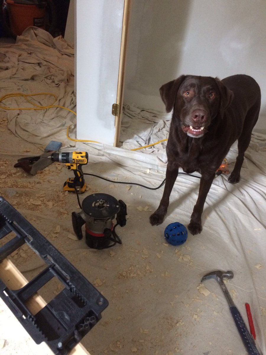 integrimark's tweet photo. It's always good to have a special inspector on a job site. #IntegrityContractor #IntegrityDog https://t.co/PrhWFU3bx4