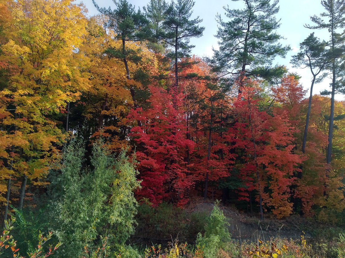 enzo_tarek's tweet image. #fallTO #sunnybrook
