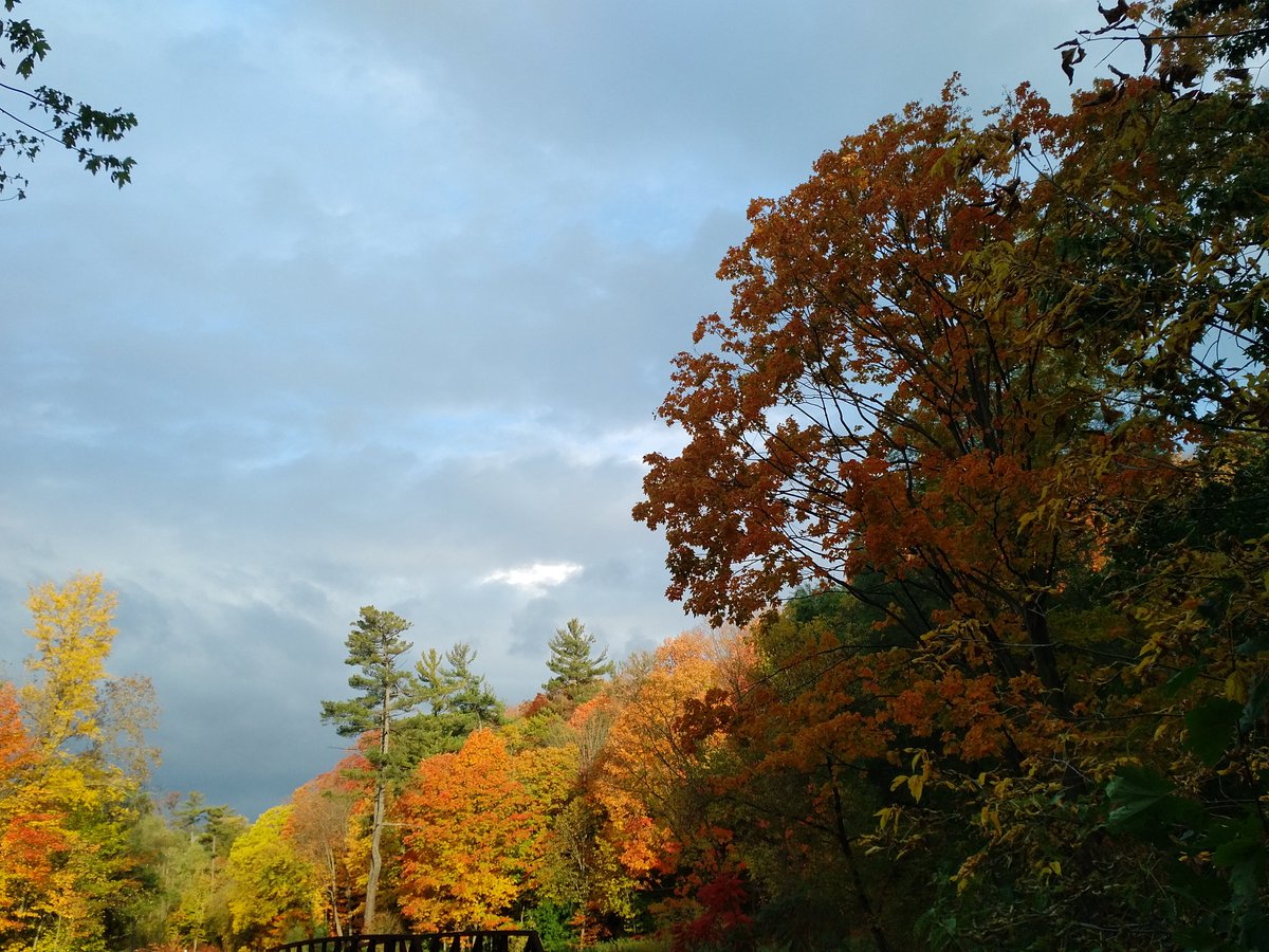 enzo_tarek's tweet image. #fallTO #sunnybrook
