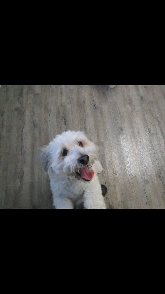 jetpetresort's tweet photo. Just a happy boy at jet pet for daycare! #jetpet #daycare https://t.co/kSdCRJG9NK