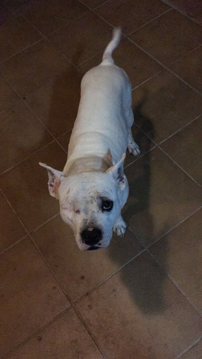 amor_animal015's tweet photo. Konan, por fin puedo dar esta notícia. TIENE ADOPCIÓN!!! Necesitamos una madrina o padrino que viaje con él hasta Viena!!! VAMOS A BUSCARLO! https://t.co/AkwNcEenL6