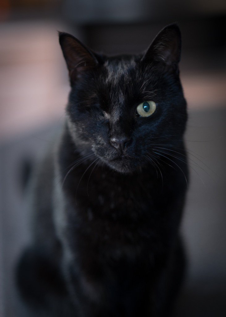 salemthekat's tweet photo. To prove i still have it for national black cat day despite my missing eye! https://t.co/ttQ8F2HB8i