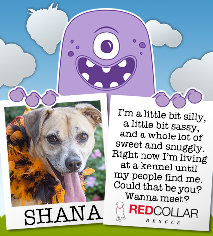 It's RED Collar Rescue Wednesday. Sweet Shana may be the Halloween treat you've been looking for. info@redcollar.org #rescuedog #rescuedogs