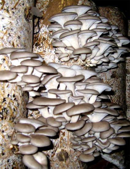SonoranMushroom's tweet photo. Farm fresh #organic Pohu #OysterMushrooms are here! Find us at St. Philip’s Plaza farmers market, Sundays 9-1 #TucsonMushrooms #FoodInRoot https://t.co/97JhVMoinP