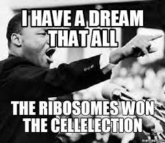 rhodo_ribosome's tweet photo. #️⃣1️⃣in the cell and #️⃣1️⃣in your ❤️ #organellewars #voteribosome https://t.co/tXWcnC3vVR