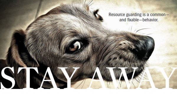 Almuoc's tweet image. Does your dog growl and show his teeth if you come near him while he’s chewing on a bone?  ow.ly/faZj305rErU  #resourceguarding