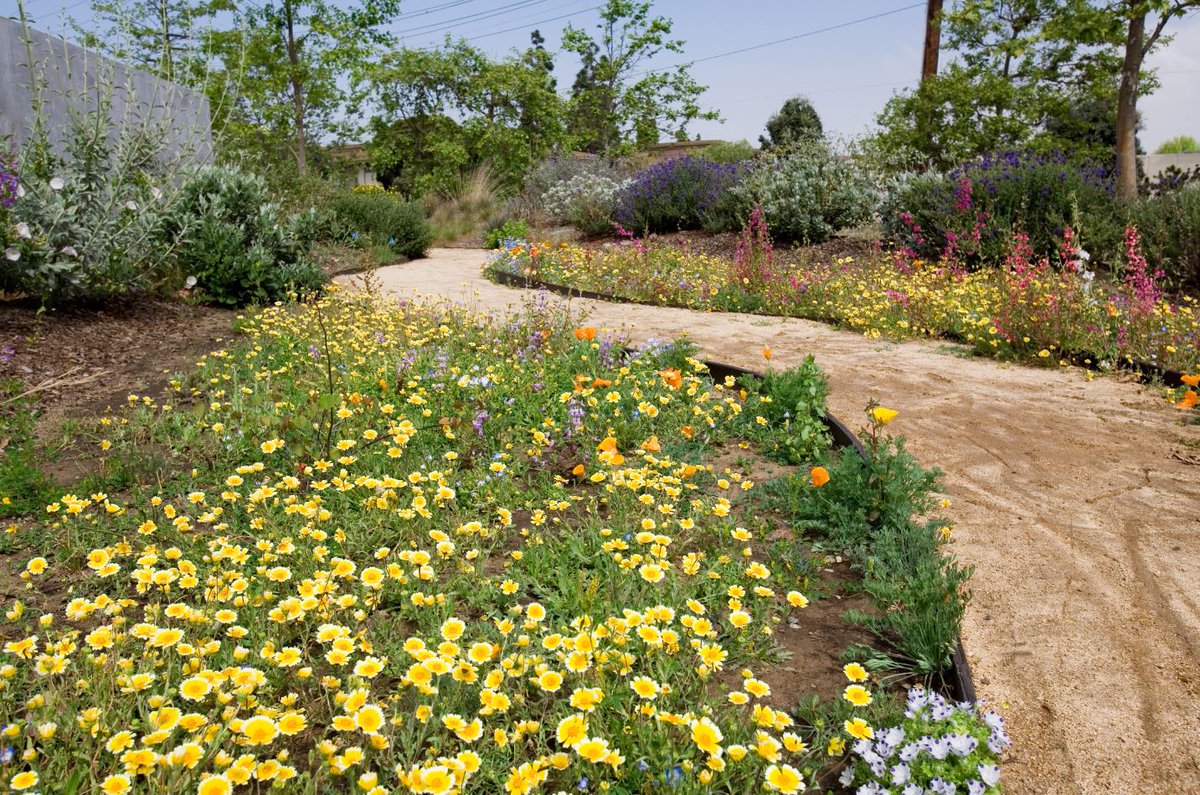 bewaterwiseh2o's tweet photo. Use @CNPS #Calscape to plan your native landscape - take your plant list for fall sales at native plant nurseries https://t.co/ZLLny6Ee8j https://t.co/aPOP5CPL6j