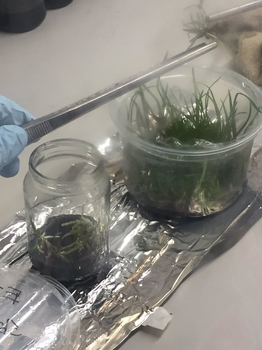 Ana Casanova tweet media