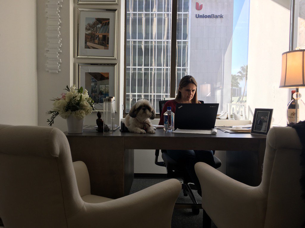RealtorVic's tweet photo. What's life without a little dog? #compass #petsofcompass #Beverlyhills #realestate #newhome #itsadogslife #shihtzu https://t.co/qeVjTvHeth