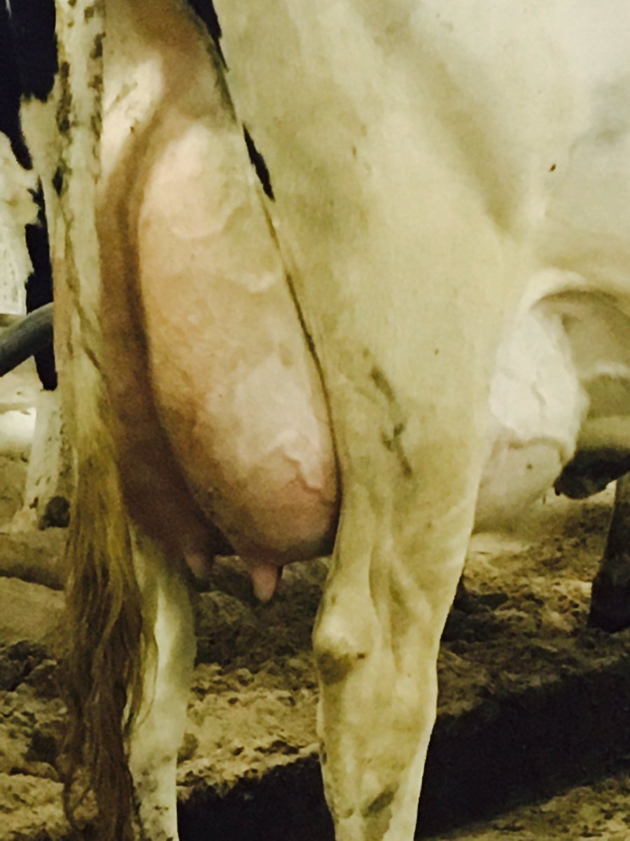 A_denHaan's tweet photo. DeeDee I would milk 100 of you! Glen Islay CD Sym Dee Dee, 2nd calf #Sympatico @Semex https://t.co/o9mPydFnfn