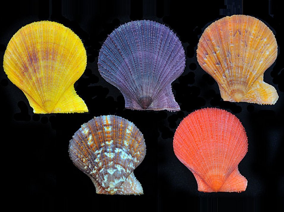 Femorale Shells on Twitter: