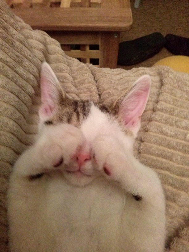 CATFrome's tweet photo. Alfie says, "See no evil, hear no evil and sleep on!" https://t.co/LeMoYkX6kt