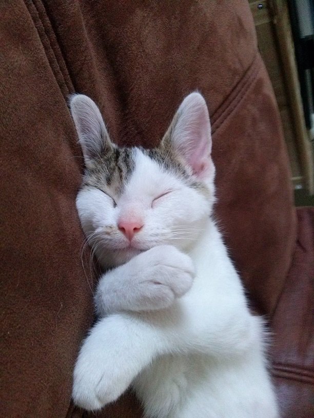 CATFrome's tweet photo. Alfie says, "See no evil, hear no evil and sleep on!" https://t.co/LeMoYkX6kt