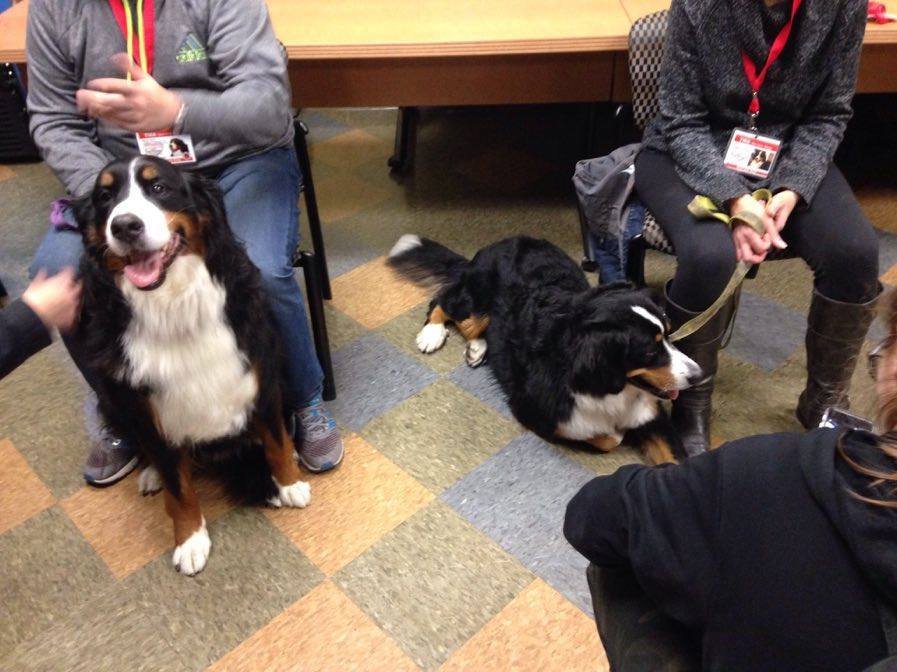 Un GROS MERCI aux bénévoles qui ont apporté leurs chiens pour déstresser nos étudiants aujourd'hui! #conseilpsycho #chiensthérapeutiques