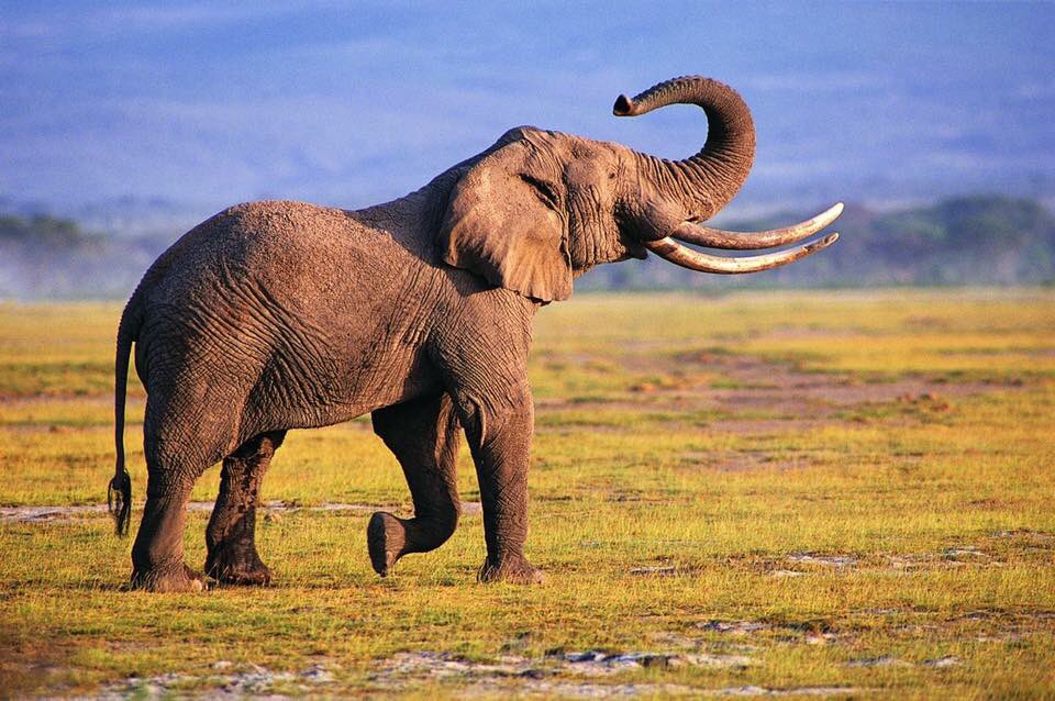 IvoryFreeDC's tweet photo. .@DirectorDanAshe We're working for WashDC to ban ivory sales, like NJ did and others! #ivoryfreeDC #IvoryFreeOhio https://t.co/SnNxH7is5q