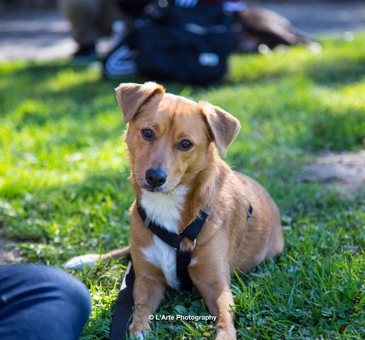 ConsciousK9's tweet photo. A good time was had by all at National Pit Bull Awareness Day. https://t.co/qWj6zU2S27