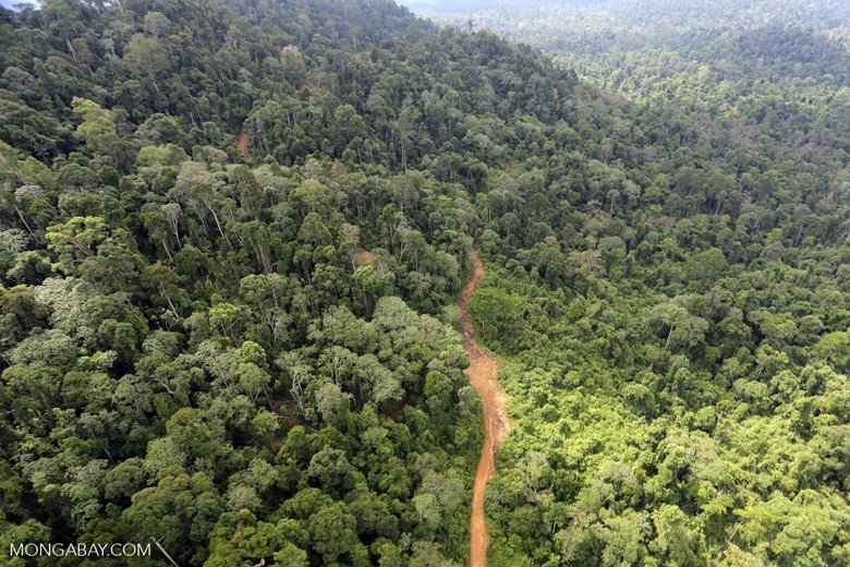 Canopyplanet's tweet photo. Logged forests don’t offer the rich habitats old-growth forests do, but they're biodiverse and should be protected https://t.co/yccDaf3i7m https://t.co/VZe3HMjUsN