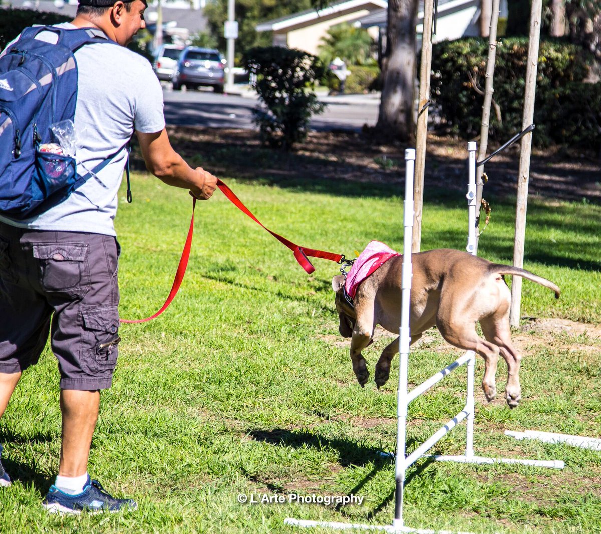 ConsciousK9's tweet photo. A good time was had by all at National Pit Bull Awareness Day. https://t.co/P0QQ7ehkLi