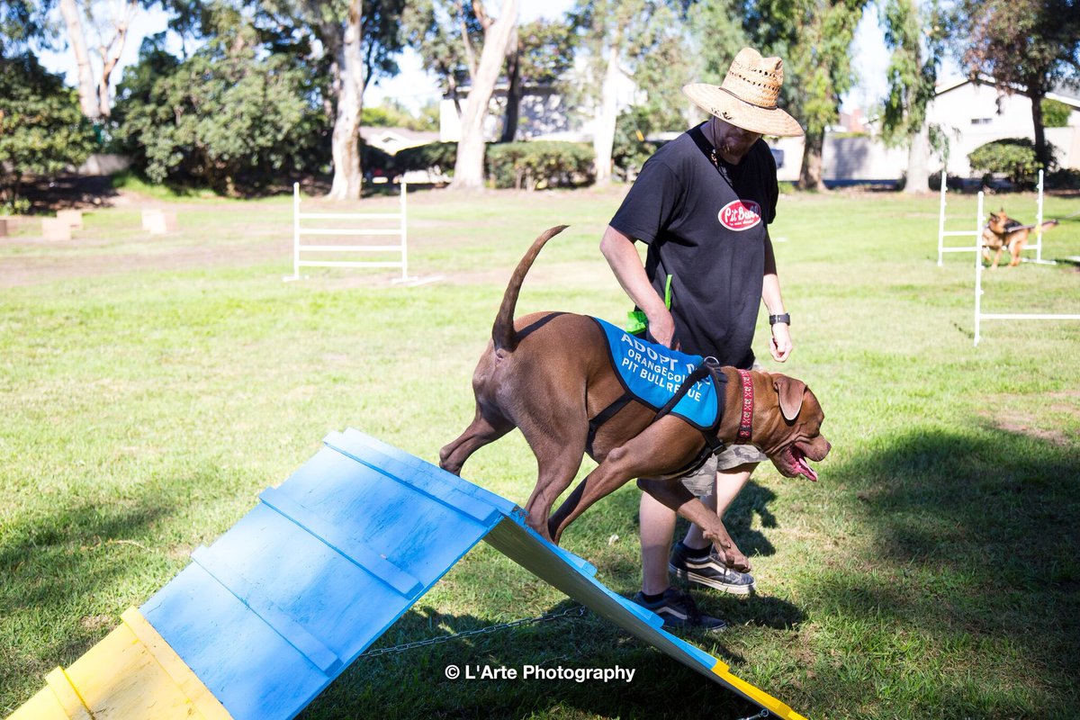 ConsciousK9's tweet photo. A good time was had by all at National Pit Bull Awareness Day. https://t.co/NdnELBdfv3