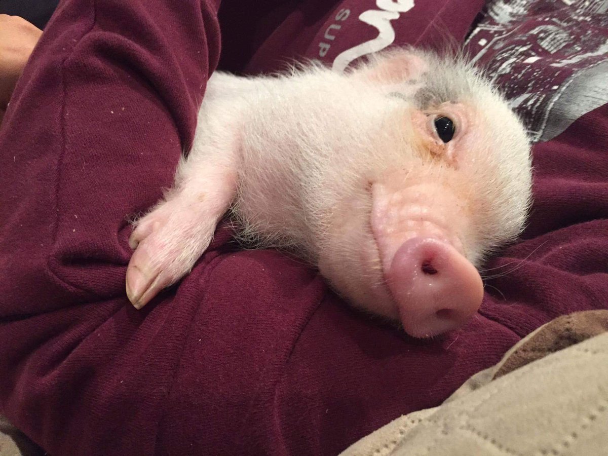 thorthepig's tweet photo. @MercedesGrandez de nada! saludos chanchiferos 🐽🐷
no te olvides de dar RT y Fav para #compartirfelicidad #spreadhappiness https://t.co/hF4cJy9KHu