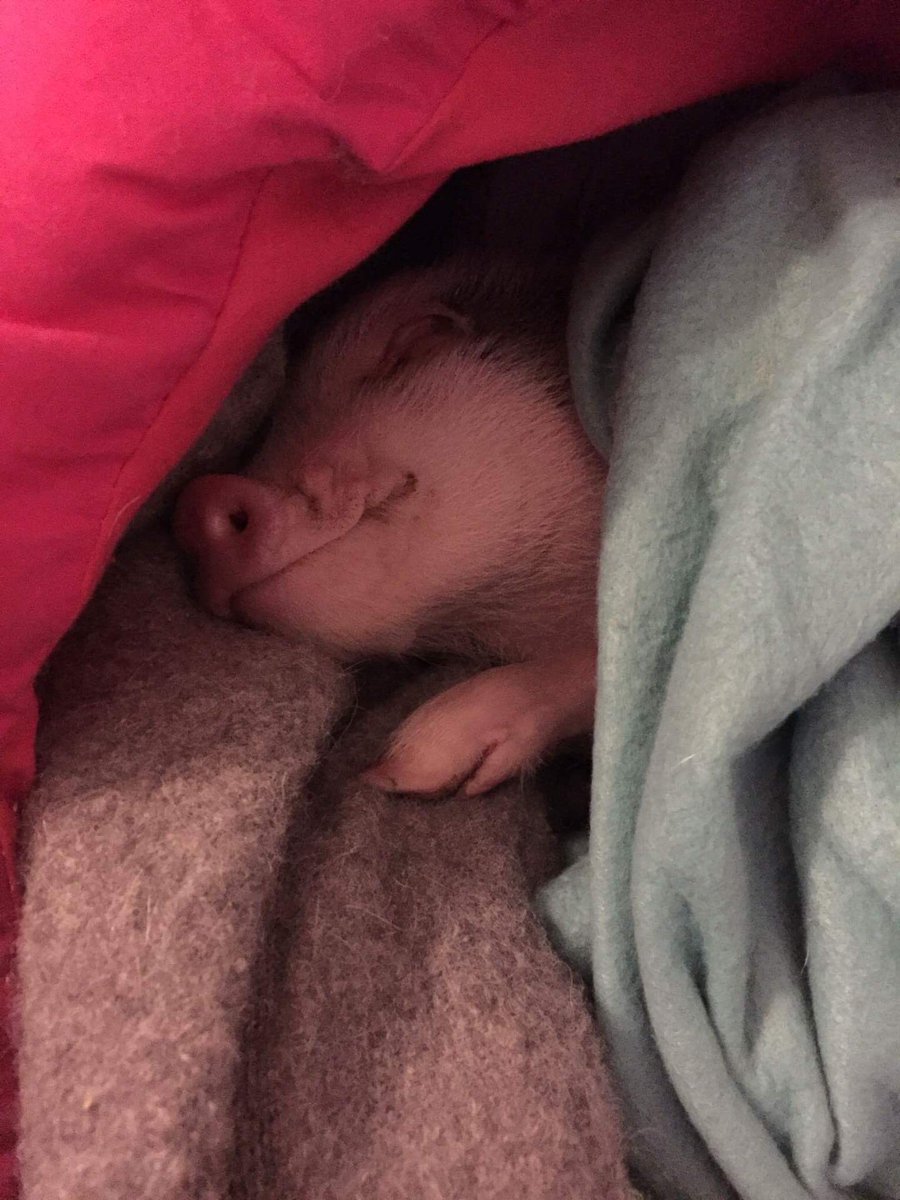 thorthepig's tweet photo. hora de dormir! saludos chanchiferos a todos 🐷🐽🎉
#sleepy #sleep #night #pig #minipig #smiling #tired #cute https://t.co/7j10Z9l3gd