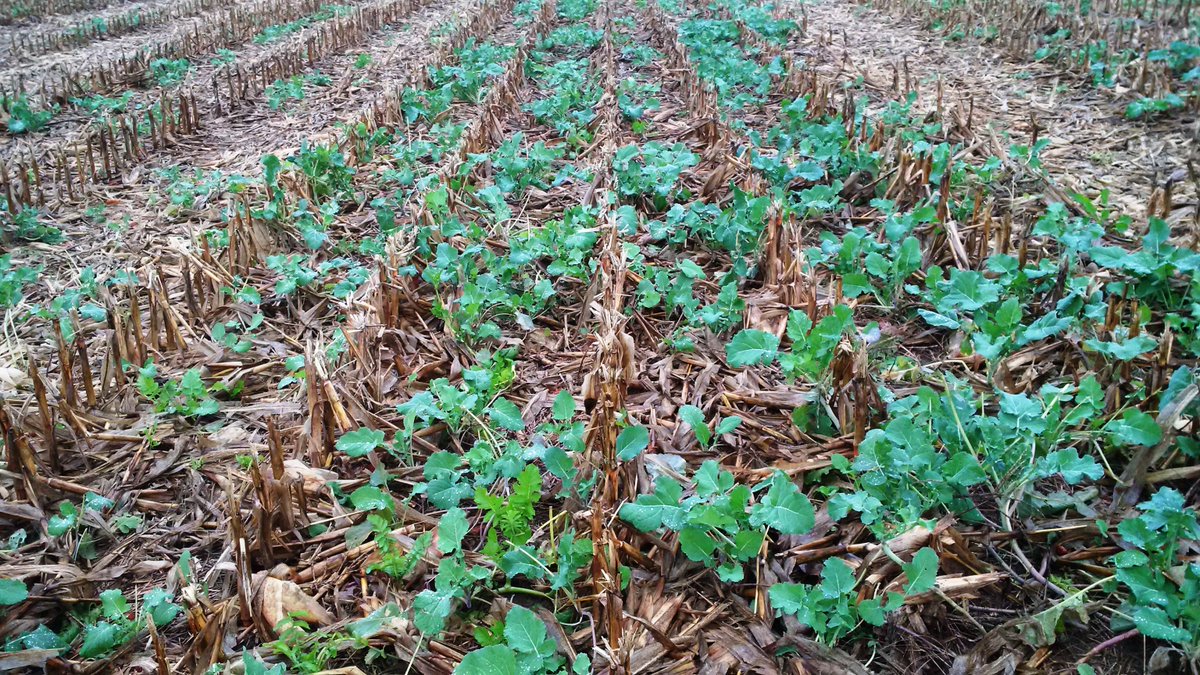 salfordjb's tweet image. #INTERSEEDING #covercrops KALE interseeded Salford skid mount on high clearance sprayer  CEREAL RYE AND RADISH  V4 stage Springport MI