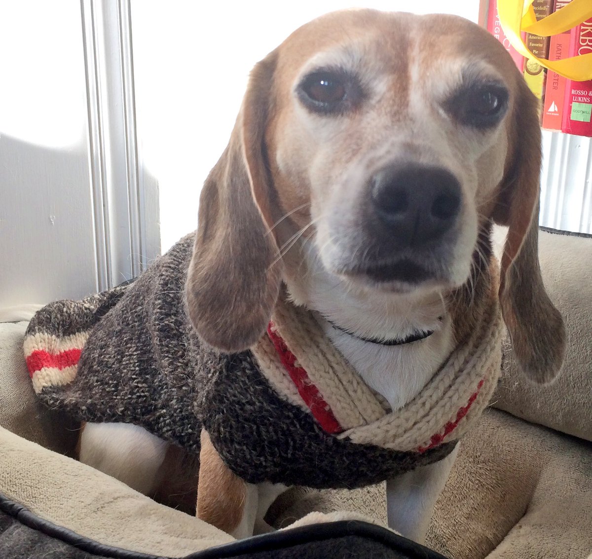seventhebeagle's tweet photo. Sevens isn't crazy about the sock monkey look, but at least I'm warm. #fallfashion #straightbeagling https://t.co/WKHq6oMHBd