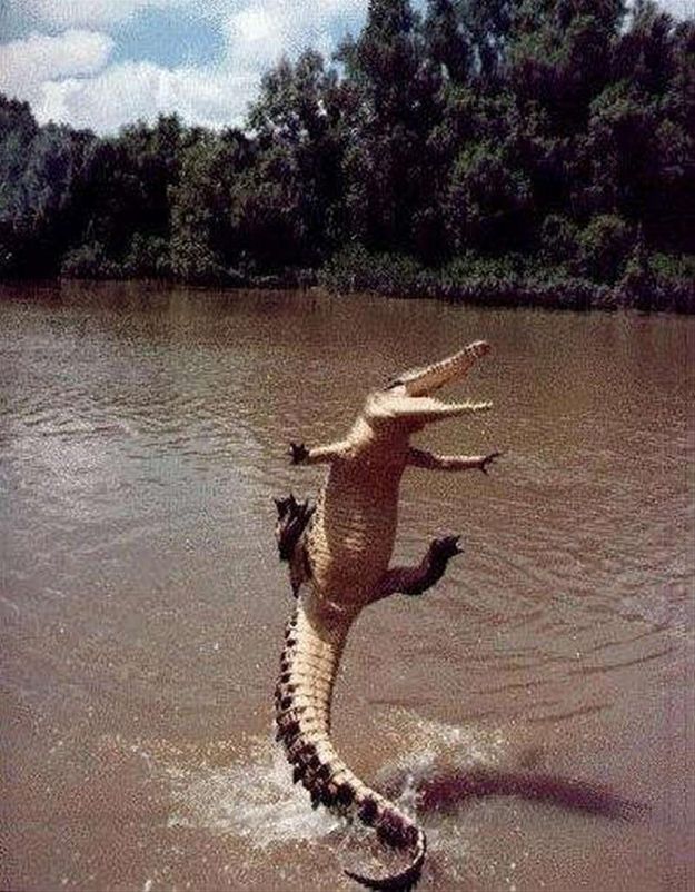 FillAnaAlbr's tweet photo. The 25 Happiest Animals In The World  -- it's silly things like this that make me laugh and make my https://t.co/Sz2RytBAa8