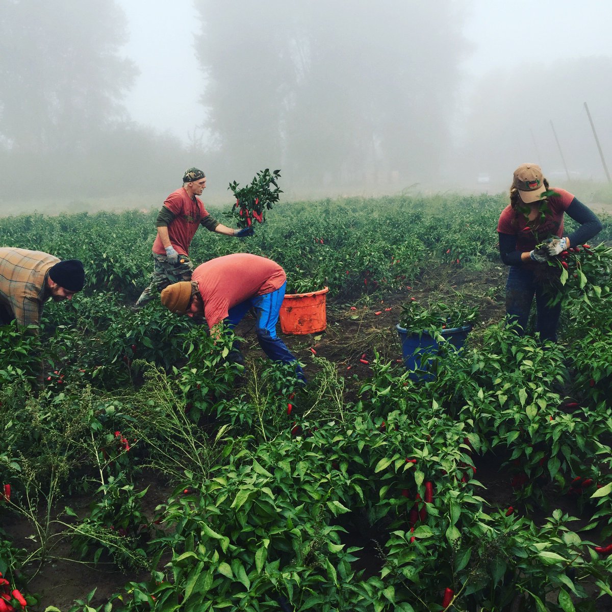 RogueAles's tweet photo. How to: Grow Spicy Beer @RogueFarms. https://t.co/emDA5jSVoM #ChipotleAle https://t.co/uoZG6uZzSP