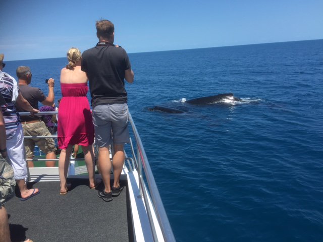 QuickCatII's tweet image. Just in from the boat and Captain Brian,@QuickCatII  looks like a perfect day for it @VisitHerveyBay #visitfrasercaost #thisisqueensland