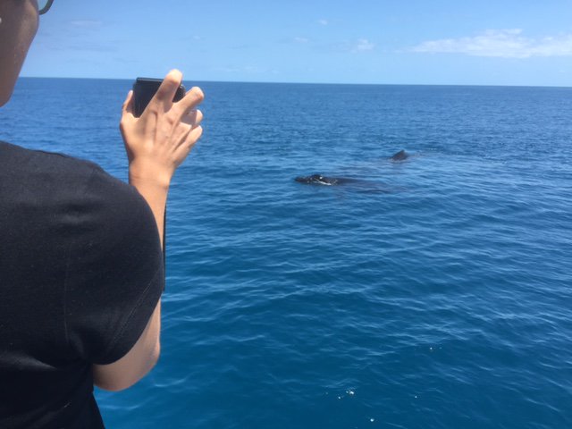 QuickCatII's tweet image. Just in from the boat and Captain Brian,@QuickCatII  looks like a perfect day for it @VisitHerveyBay #visitfrasercaost #thisisqueensland