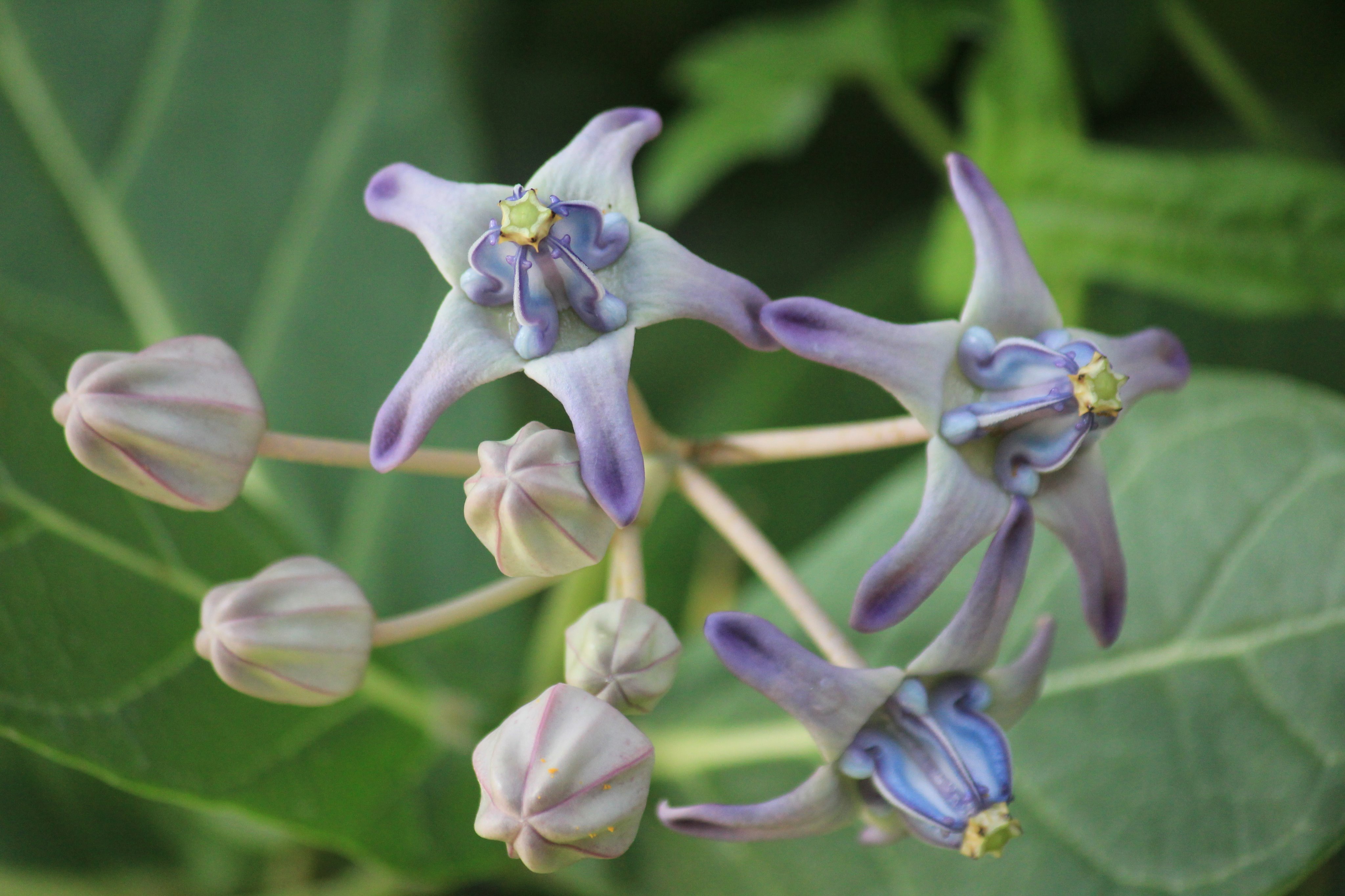 Twitter पर 咲くやこの花館 こちらはインド 東南アジア原産の カロトロピス ギガンティア です 英名の クラウンフラワー は 中央部が王冠 クラウン の形に似ていることが由来です ハワイ王朝最後の王 リリウオカラニ女王が愛した花だそうで この花のレイを