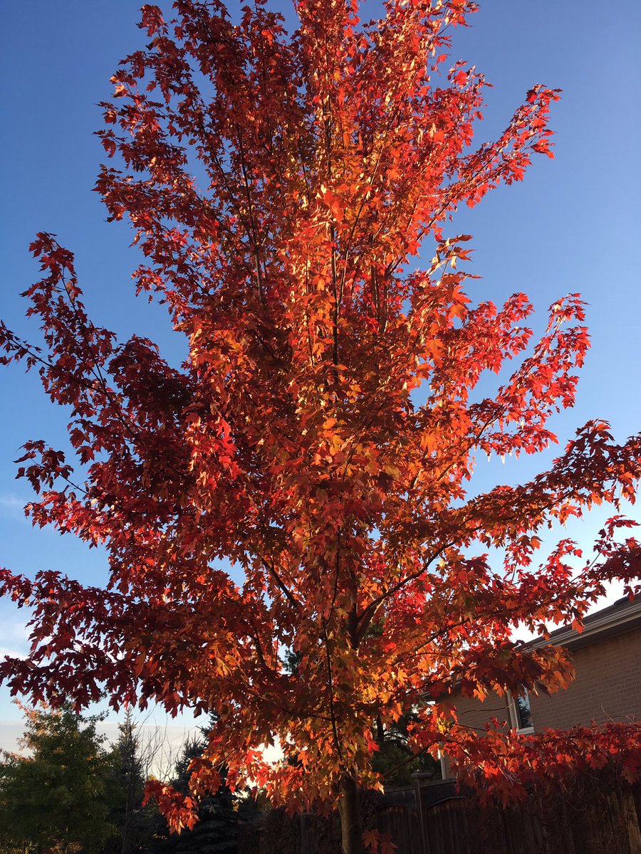 Jhatcher413's tweet image. #fallTO