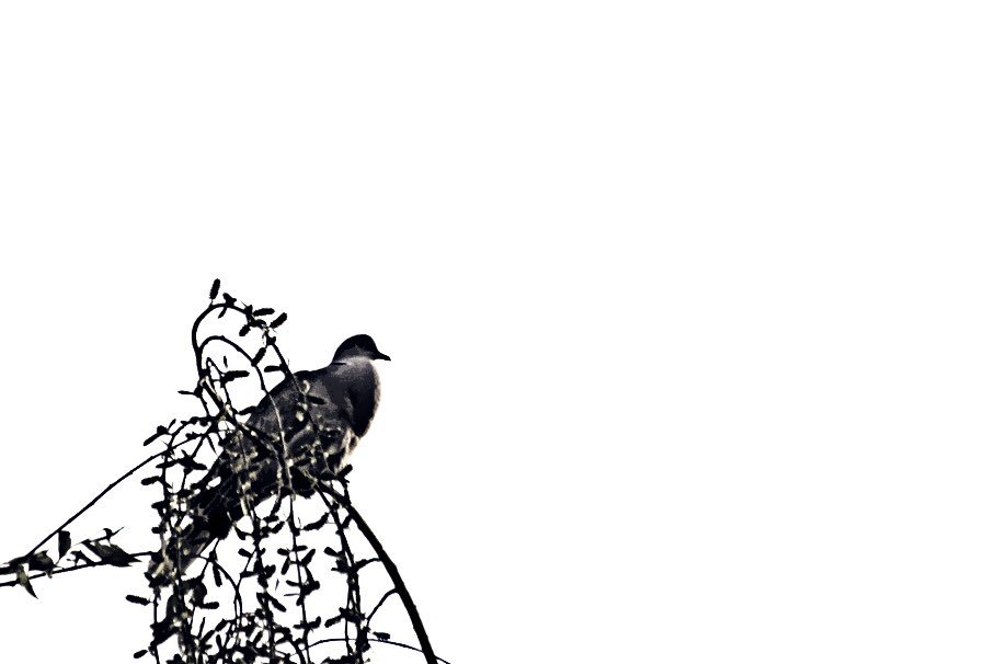 ScenMeditations's tweet photo. Have a great rest of the day.  #photography #nature #bird #sitting https://t.co/8ctriUGwFh