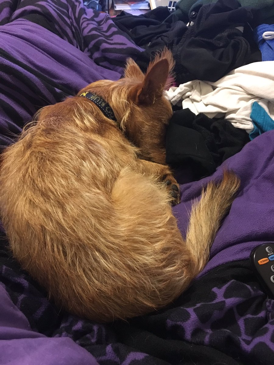milo_stover's tweet photo. Cold days call for cuddling. https://t.co/VPWxh3ogS1