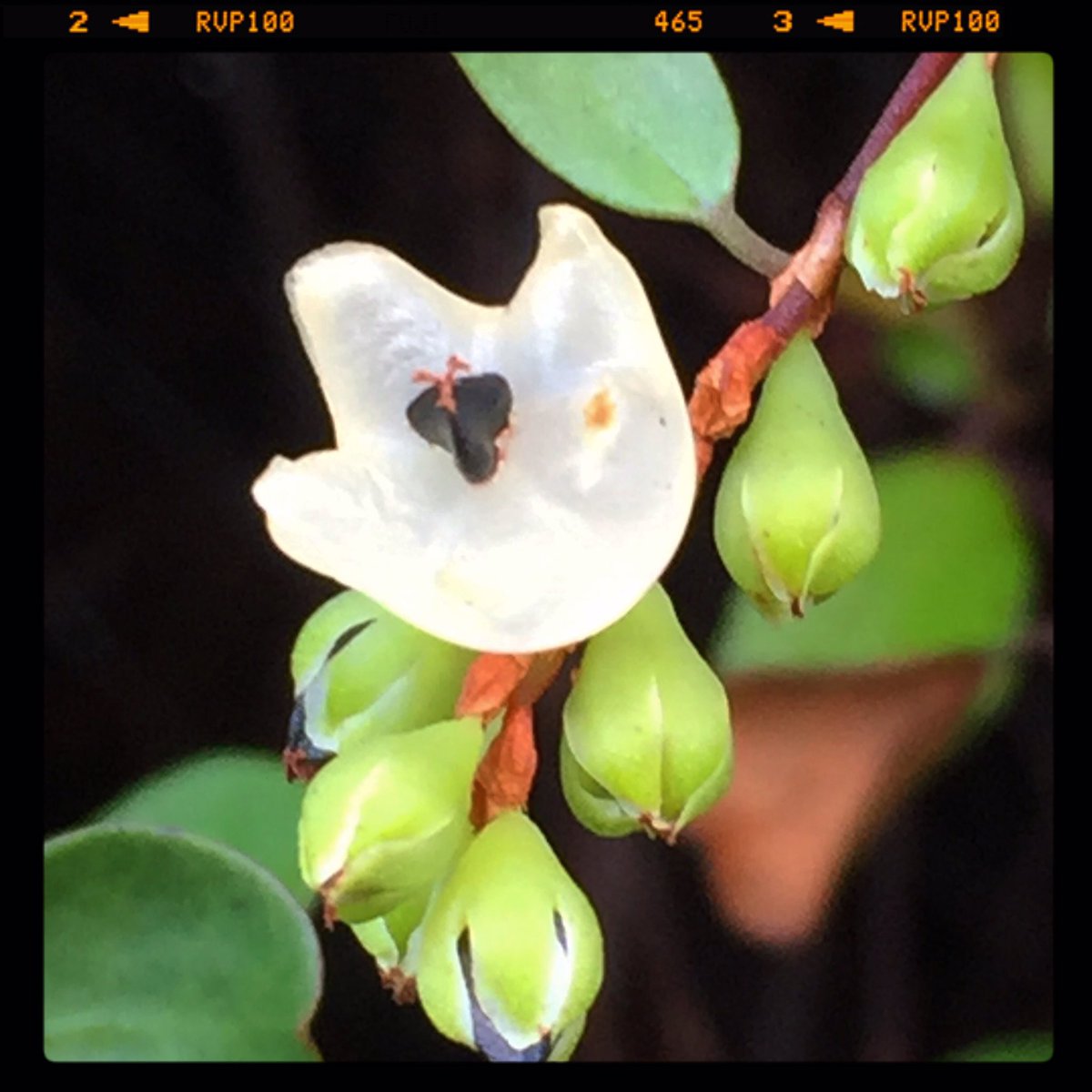 日賀野兼一 The Pink 桃色の世界展 10 9 17 アトリエ ルネッサンス Twitterren ワイヤープランツ 小さな花の実が なんともいえない質感 半透明なグミみたいな 今なら 直接アトリエ ガーデンで ご覧いただけます 本日も開催中 秋の特別展 10月21