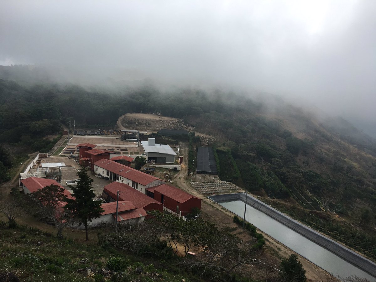 W/ notes of apple, dried cherry, &amp; honey, the El Salvador Los Pirineos Boubon is a beautiful washed / natural blend. store.equatorcoffees.com/coffees/el-sal…