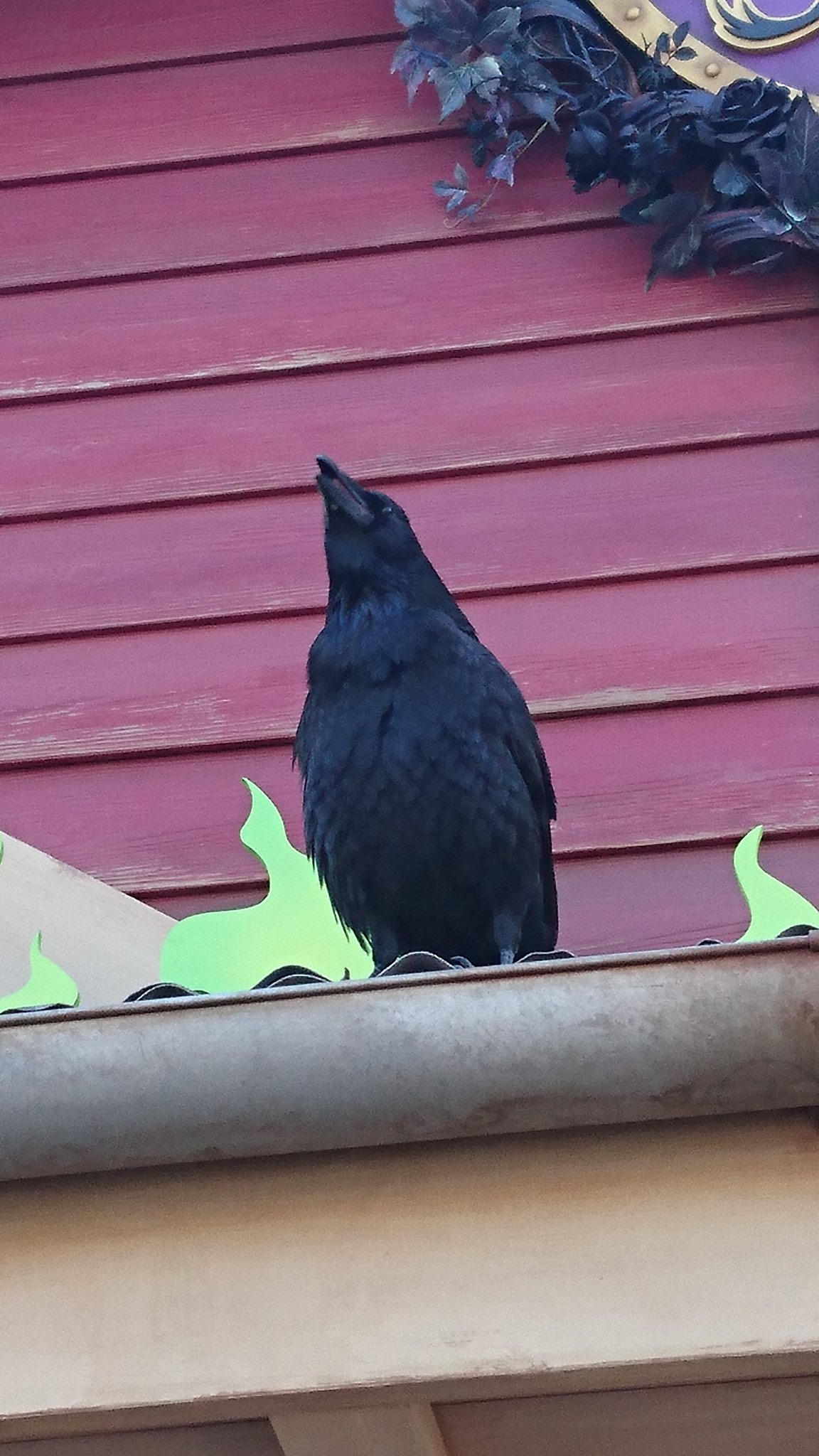 さしみもち おい誰だよディズニーにカラスはいないとか言った奴 T Co Kotuoex5ru Twitter さしみもち おい誰だよディズニーにカラスはいないとか言った奴 T Co Kotuoex5ru Twitter