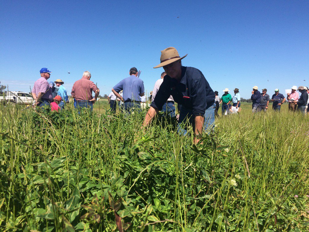 davetrendy's tweet photo. Spring pasture field day at #greenthorpe with @hackney_belinda @CentralWestLLS @wrightim1 https://t.co/zkmarIc6h5