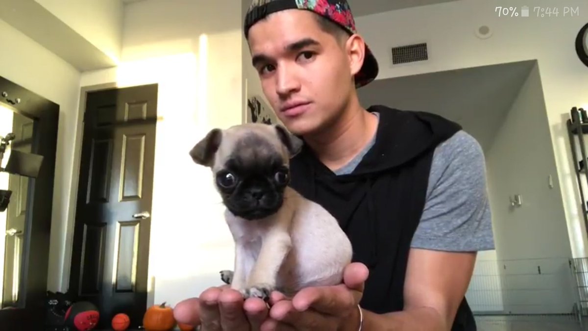 Wassabi dog alex Guava Juice