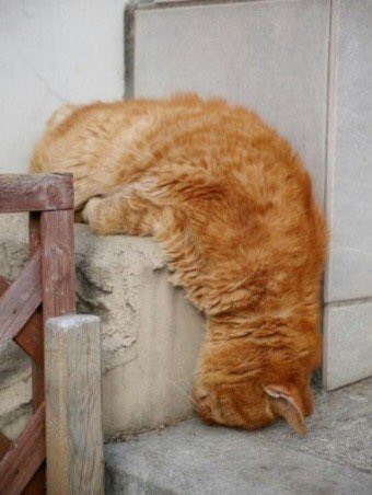 Bubble_Muppet's tweet photo. @TheAnimaCats https://t.co/BgYxrNcU7n
