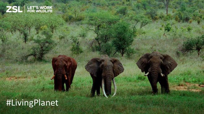 ZSLScience's tweet photo. Landmark report shows global wildlife populations on course to decline by 67% by 2020 https://t.co/OI8dm5cs8o #LivingPlanet https://t.co/SMqRY77IoD