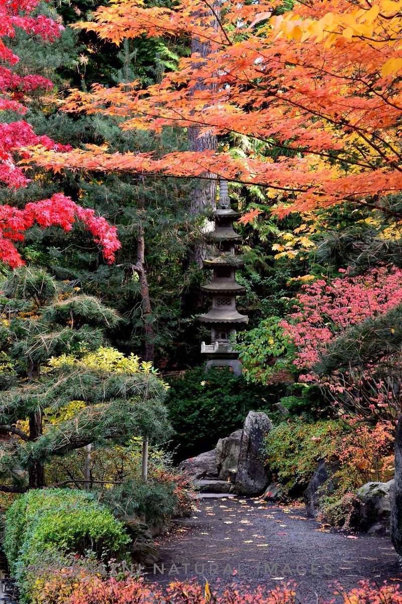 SandiNicol1's tweet photo. Manito Park's Stunning Japanese Garden
#Spokane #fallcolors #nature
@KrisCrockerKXLY @kxly920 @SpokaneParks https://t.co/5ALebQfGeW