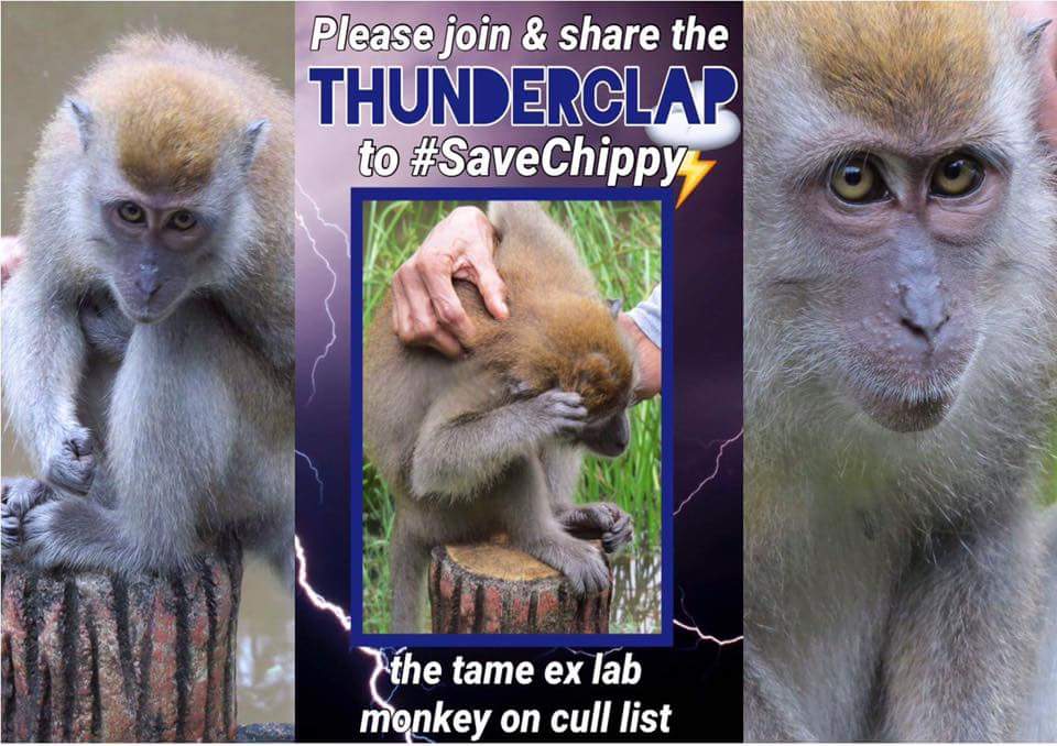 greennomad61's tweet photo. 🌟🌠Sooo close😆 Who🔍will be🌀ThunderousSupporters
 🔛 #SaveChippy 🐒💞
📡 ShoutOut for📣 #Help 🆙
📲📝 https://t.co/iKhtP6dC9j https://t.co/AZlRvogV7Y