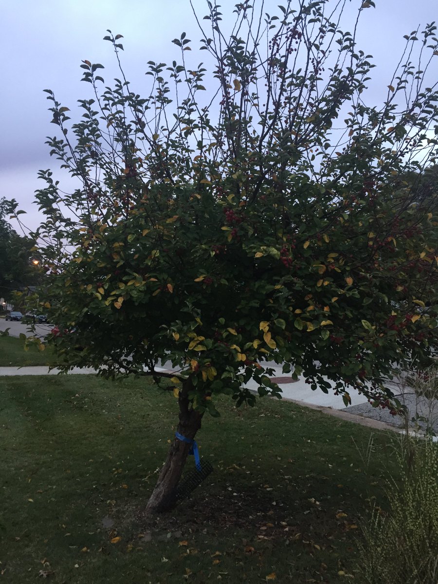 imdustindavis's tweet photo. @bobbyautry hey dude. Your wife is an arborist. Any way we can straighten this tree out? https://t.co/I8qFKBqidP