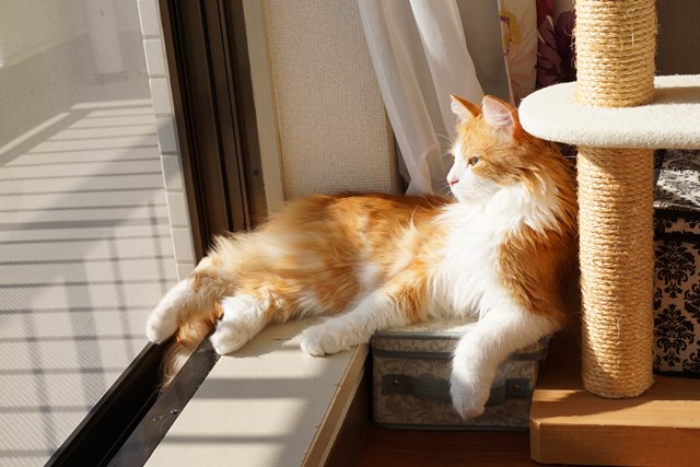 טוויטר オスカー様としもべ達 בטוויטר 日向ぼっこなのにカッコつけ過ぎ 笑 猫 ねこ メインクーン 猫モフー みんねこ 猫部 猫好きさんと繋がりたい 想い人 陽だまり イケニャン 茶白猫 日向ぼっこ アメブロ 猫遊び かっこいい T Co Qlpi6zgujx טוויטר オスカー様としもべ達 בטוויטר 日向ぼっこなのにカッコつけ過ぎ 笑 猫 ねこ メインクーン 猫モフー みんねこ 猫部 猫好きさんと繋がりたい 想い人 陽だまり イケニャン 茶白猫 日向ぼっこ アメブロ 猫遊び かっこいい T Co Qlpi6zgujx