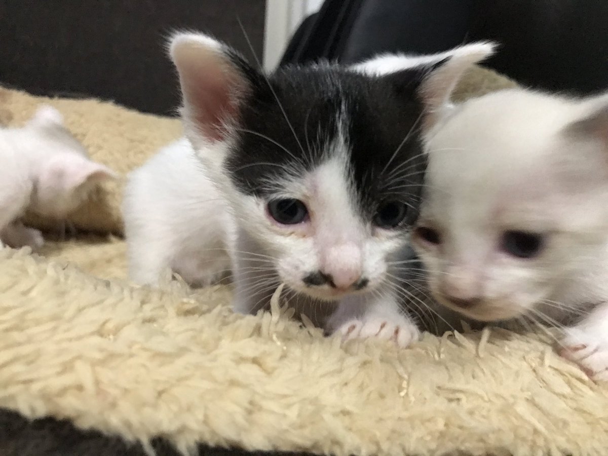 ユノハ とりあえず猫 ねこ ネコ ぬこ ッ を載せときますね お昼からもみなさん頑張ってくださいね 猫 ネコ ねこ 子猫 ぬこ 癒し 逆に安眠効果あり 頑張れる前に夢の中 可愛い うちにいる子は みんな保護猫です ユノハ とりあえず猫 ねこ ネコ ぬこ ッ を載せときますね お昼からもみなさん頑張ってくださいね 猫 ネコ ねこ 子猫 ぬこ 癒し 逆に安眠効果あり 頑張れる前に夢の中 可愛い うちにいる子は みんな保護猫です