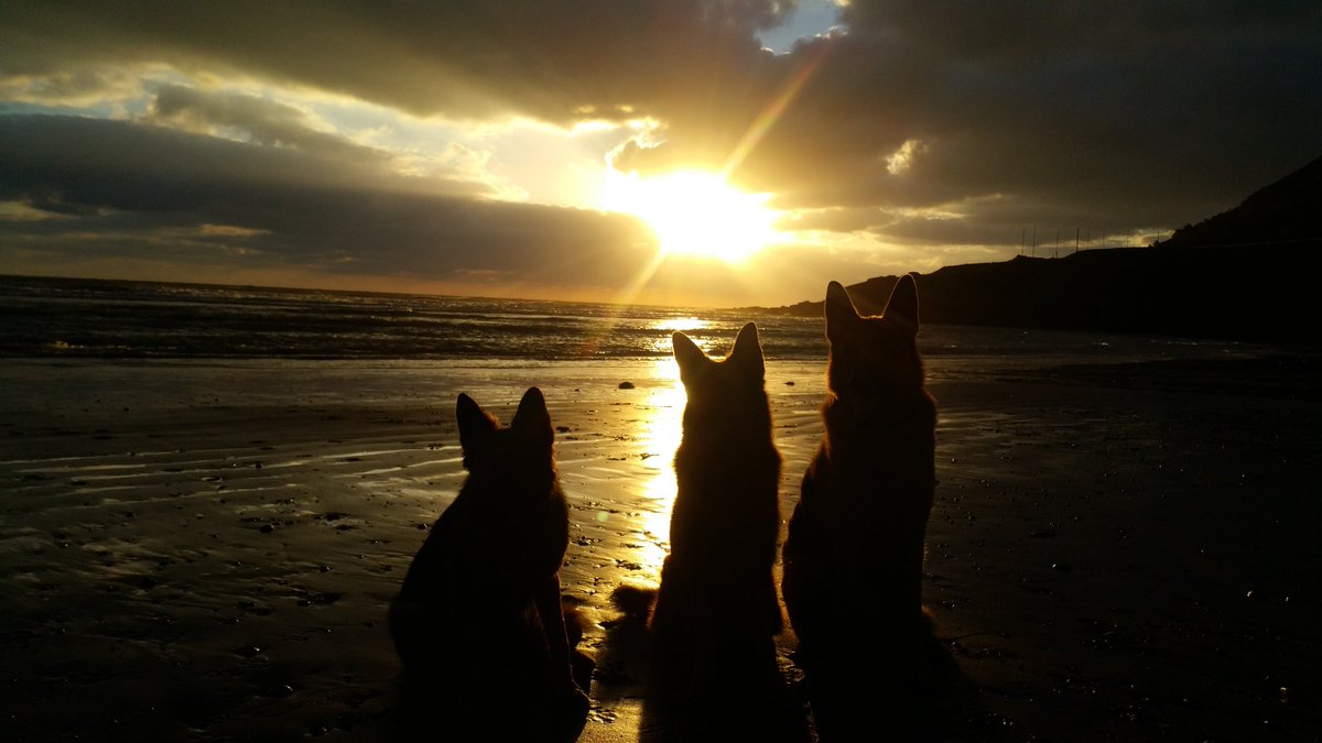 happyirishdogs's tweet photo. There is no better way to start your day then have a good walk with your furry babies #bray #GermanShepherd #morningwalk https://t.co/eNZv9ERKgZ
